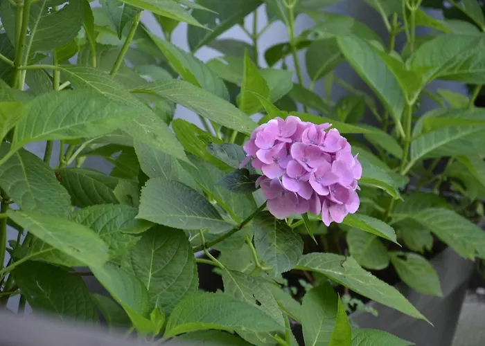 La Cour Du 5ème - D'hôtes 4*